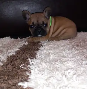 Francia bulldog - Miora Frenchie Phoenix