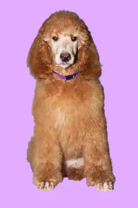 Óriás uszkár - Jet’aime Charm