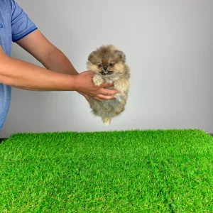 German Pomeranian Spitz - Frida