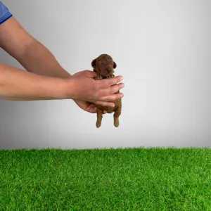 Trpasličí pudl - Meo