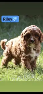Cavapoo - Riley