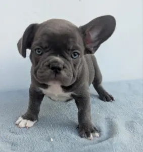 Bulldog francez - Arthur