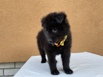 Belga juhászkutya - Gerőcsvári Black Diamond Hetty