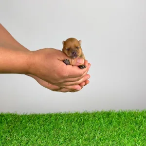 Spitz tedesco piccolo - Biscuit