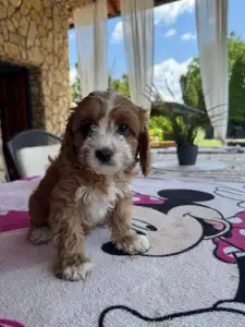 Cavapoo - Brownie
