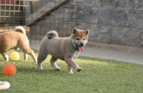 Shiba - Bravados Iria