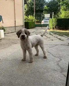 Wasserhund der Romagna - Abavár