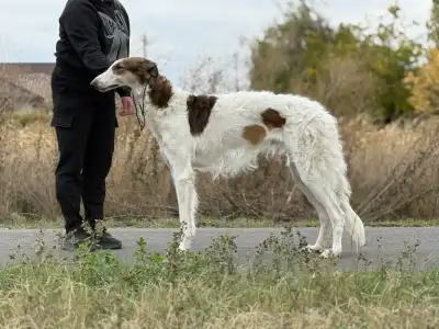 Orosz agár - Carskiy Favorit Veles
