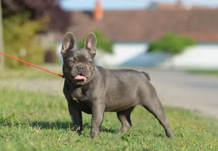 Französische Bulldogge - Délia