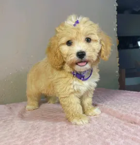 Maltipoo - Gabor