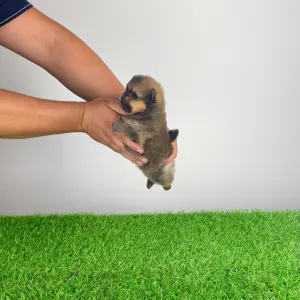 Pomeranian - Pando