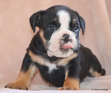 Englische Bulldogge - King On Hold