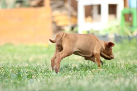 Hungarian Short-haired Vizsla - Rozi