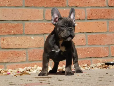Französische Bulldogge - Davis
