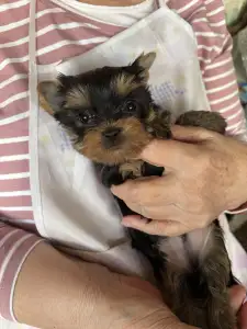 Yorkshire Terrier - Pandora