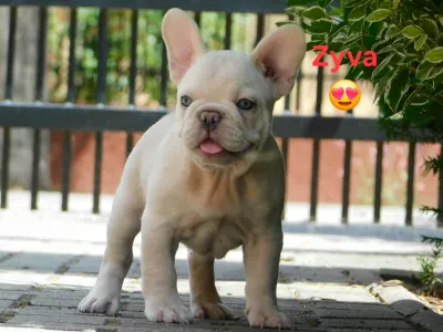French Bulldog - Zyva