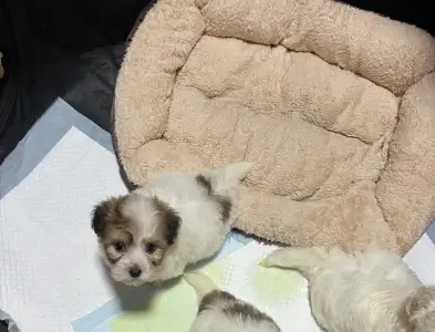 Coton de Tulear - Byron