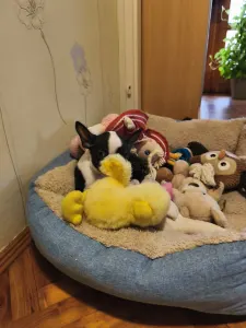 Terrier de Boston - Kabala