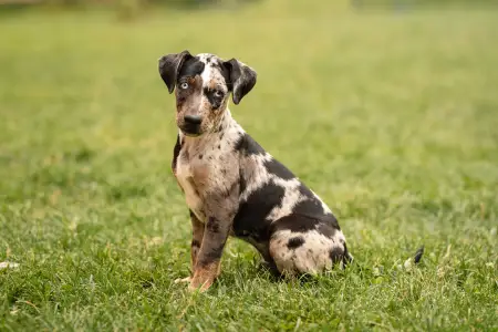 Catahoula Leopard Dog - Core
