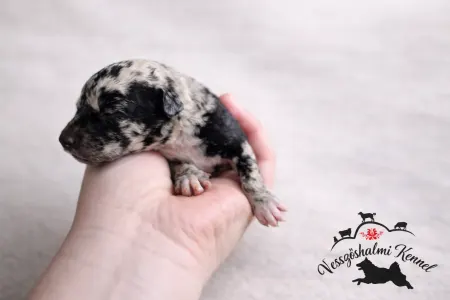 Mudi - Vesszőshalmi Szelim