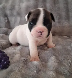 Bulldog francez - Huda From Lilis Breed