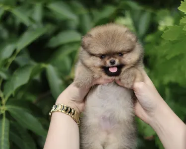 Pomeranian - Tokyo