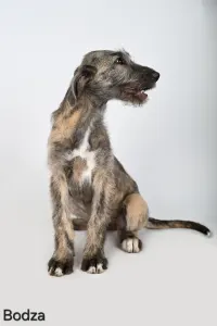 Irischer Wolfshund - Bodza
