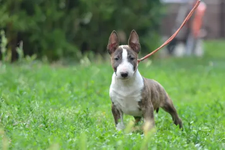 Bullterrier pitic - Nolan