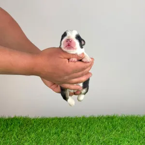 Australian Shepherd - Eldorado