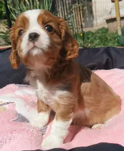 Cavalier King Charles Spaniel - Irina