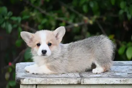 Pembroke Welsh Corgi - Gólyahír