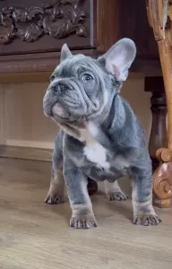 French Bulldog - Steel Wing Bullz Orion