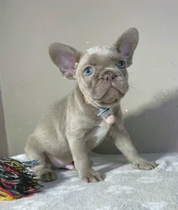 Französische Bulldogge - Clark