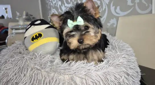 Yorkshire Terrier - Batman Of Midsummer Nights Miracle 