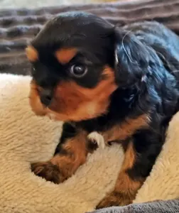 Cavalier King Charles spániel - Arthur