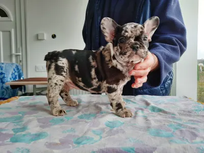 Francia bulldog - Xzavier