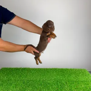Dachshund - Chubby