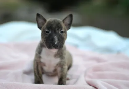 Miniatűr bullterrier - Joy