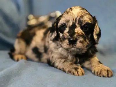 Cavapoo - Merlin