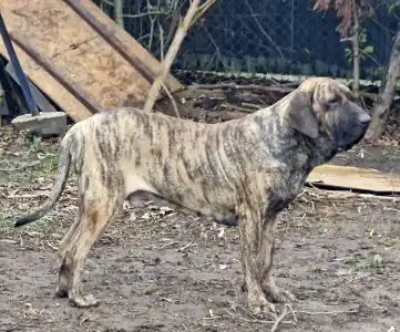 Brazil masztiff - (thor) Hektor De Oro Puro