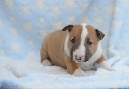 Miniatűr bullterrier - Neil