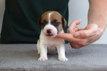 Jack Russell Terrier - Xyra