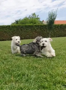 Törpe schnauzer - Genuine