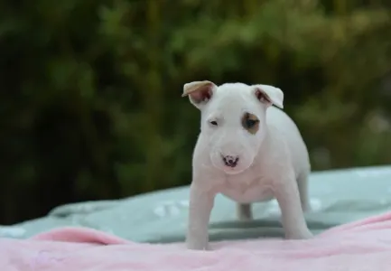 Miniatűr bullterrier - Lotti