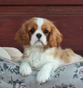 Kavalír King Charles španěl - Pippa 