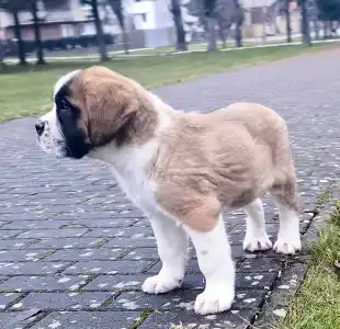 Szent Bernáthegyi kutya - Robbie