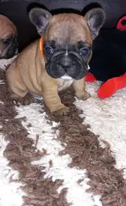 French Bulldog - Miora Frenchie Piper