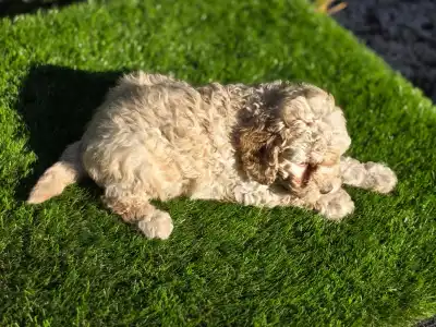 Cavapoo - Moha