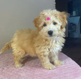 Maltipoo - Thalia