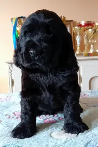 Cocker spaniel inglese - Magic